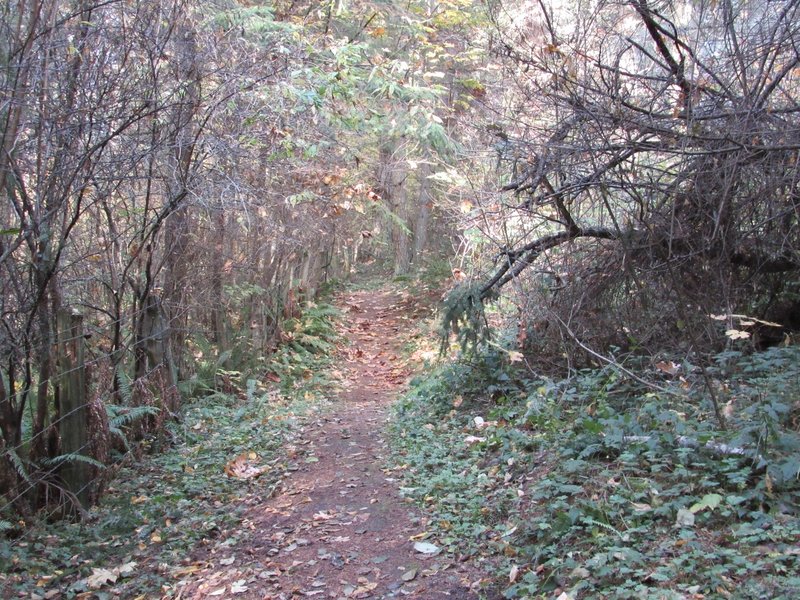 Wooded trail