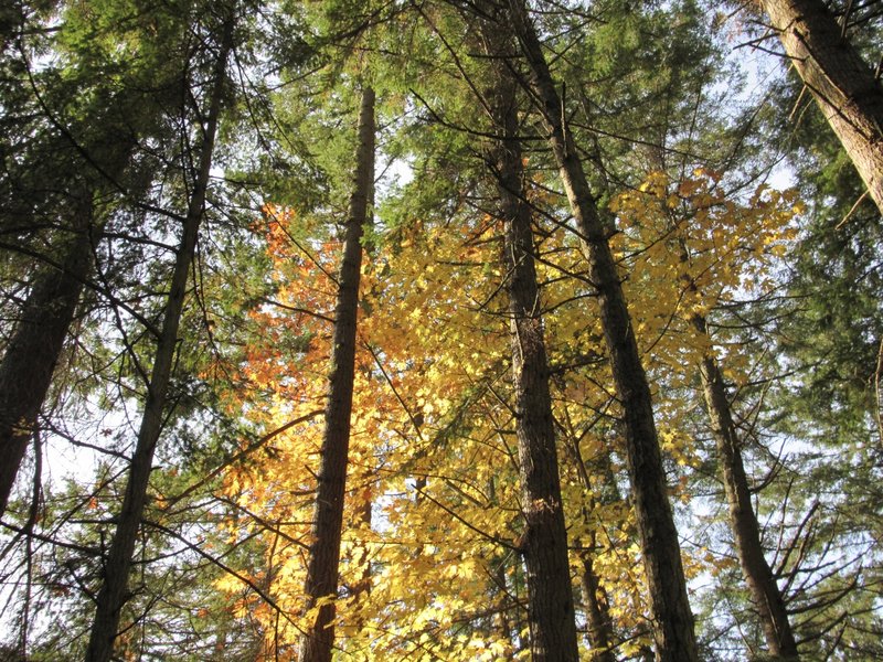 Old growth trees