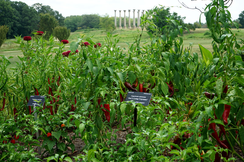 Pepper patch, National Herb Garden, US National Arboretum