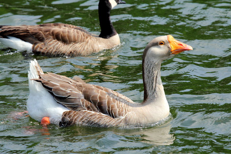 Unusual Goose in Little Seneca Lake