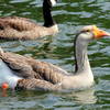 Unusual Goose in Little Seneca Lake