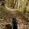 Leaf peeping with my pup at Backbone State Park