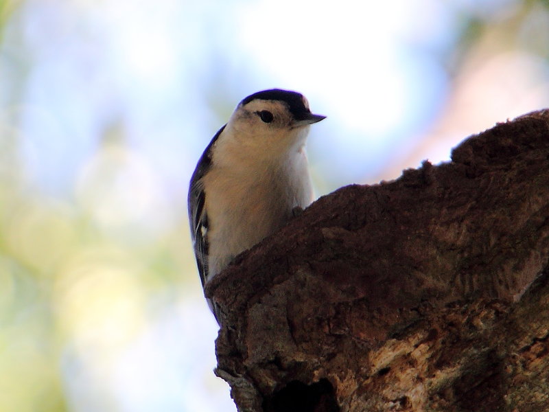 White-breasted Nuthatch