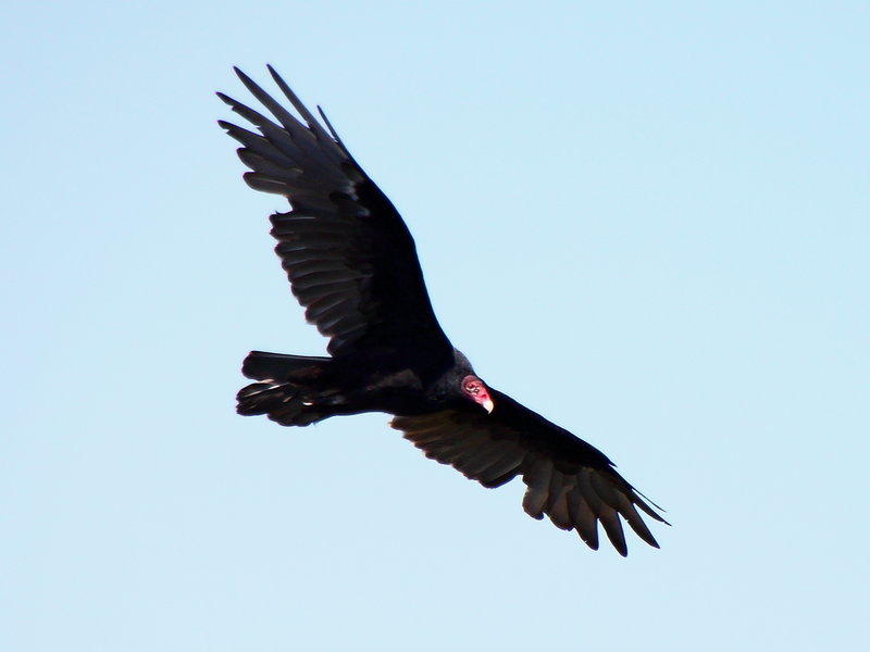 Sugarloaf Mountain Vulture