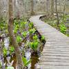 Black Walnut Creek - Patuxent River Park