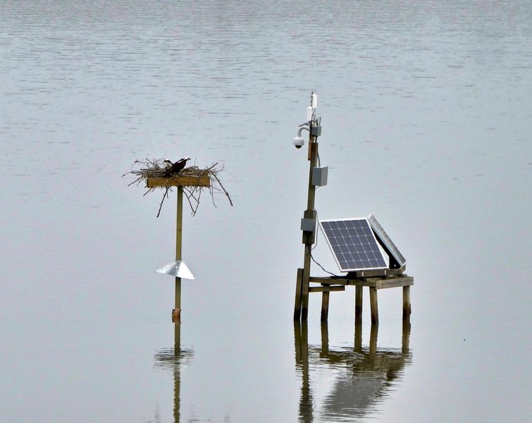 Osprey Cam