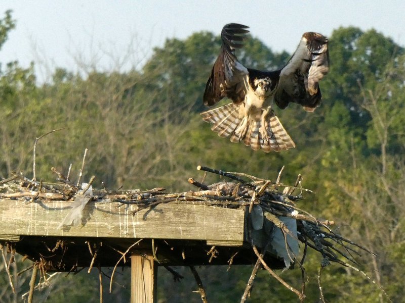 Patuxent River Park Sunset Cruise Jun 10, 2017, 6-049