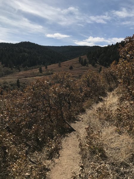 A southwestern view of Elk Valley Trail.