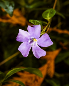 Somehow, two Forget-Me-Nots in this particular bush have successfully survived Autumn's chilly weather, at least until the second week of November.