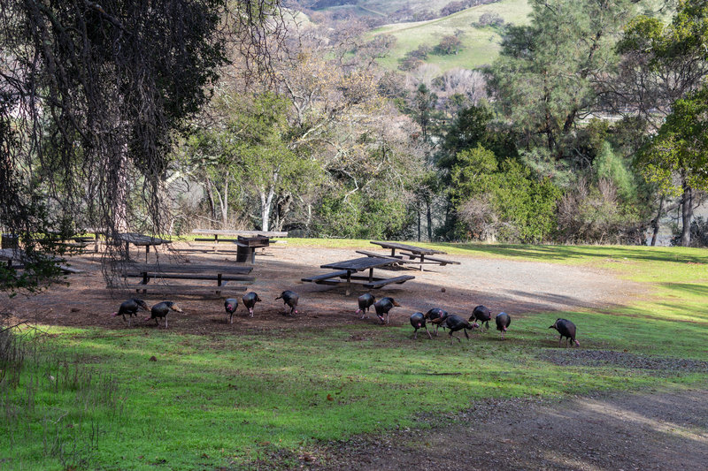 A rafter of turkeys near the Ardilla Group camp.