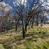 California Oak on Sailor Camp Trail.