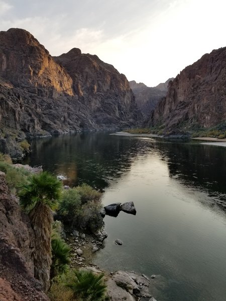 Young Palm trees growing near the river.