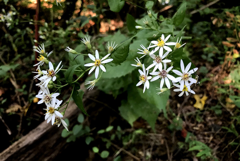 South Fork Trail