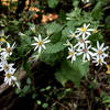 South Fork Trail