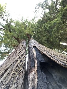 Easy trail enough to appreciate majesty of redwoods for everyone