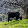 A cow on Pa'san Ridge Trail