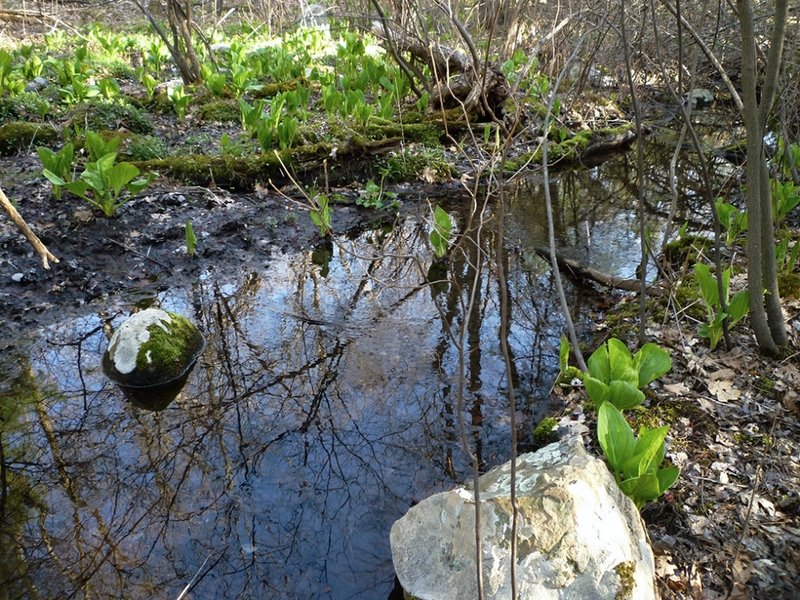 Early spring skunk cabbage" by tim t. (https://www.flickr.com/photos/vcdaxus/10861881485/in/photolist-8KeZyL-hxPYWH), Flickr licensed under CC BY-SA 2.0 (https://creativecommons.org/licenses/by-sa/2.0/).