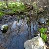 Early spring skunk cabbage" by tim t. (https://www.flickr.com/photos/vcdaxus/10861881485/in/photolist-8KeZyL-hxPYWH), Flickr licensed under CC BY-SA 2.0 (https://creativecommons.org/licenses/by-sa/2.0/).