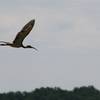 White Ibis (imm.), Eudocimus albus; Merkle Wildlife Management Area" by Matt Tillett (https://tinyurl.com/wq38fbn), Flickr licensed under CC BY 2.0 (https://creativecommons.org/licenses/by/2.0/).