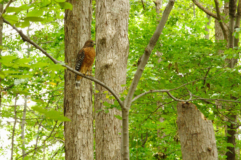 Bird at Ramsey