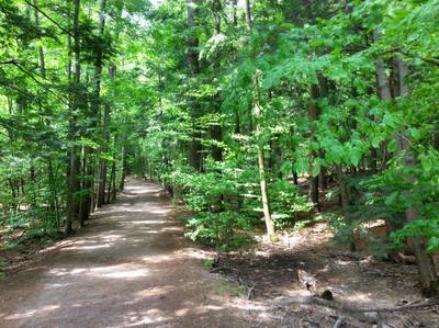 The woods along Lake Trail