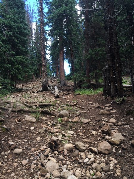 Trail enters forest