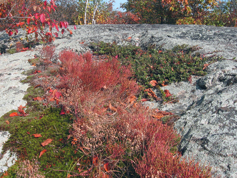 Granite outcrop at the top of Whipple Hill. Photo provided by the Town of Lexington, Conservation Division.