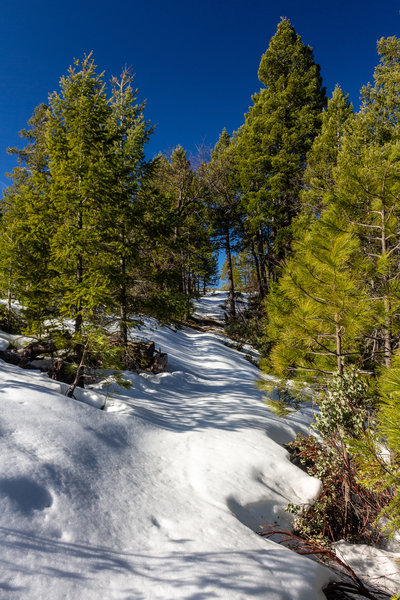 Snow on Halls Ranch Trail