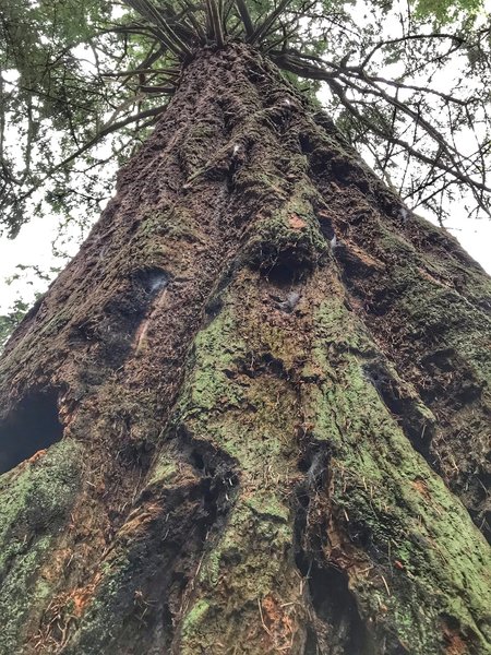 Walking through some of the giant trees along the trail.