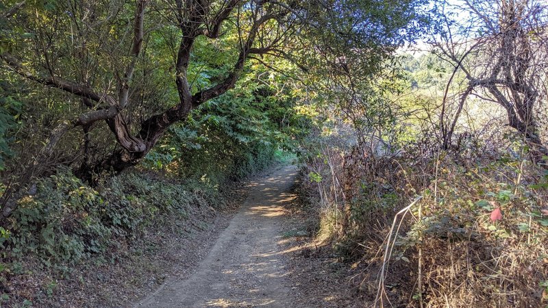 Some shade on Ridge Trail