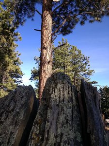 There are many great rocks along the trail mixed in among the trees.