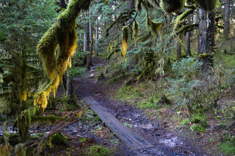 Boardwalk on Parkside Trail.