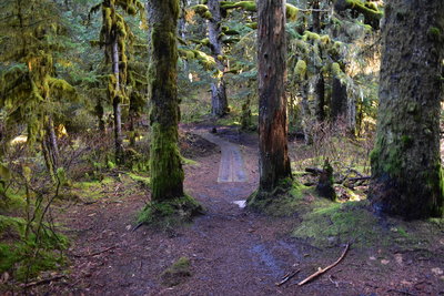 Trail boardwalk