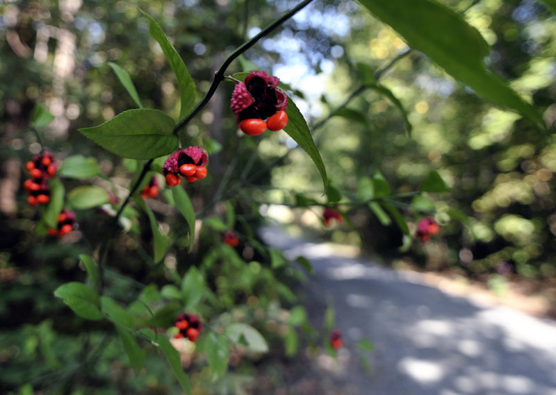 red berry trail