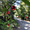 red berry trail