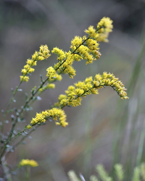 Yellow buds