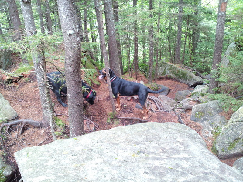 Pups on the trail.