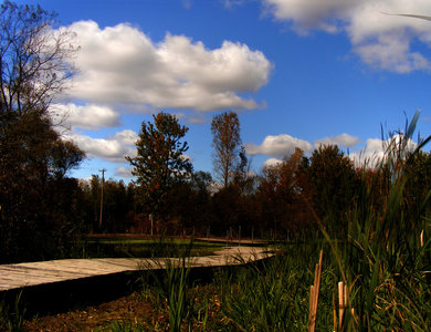 Wetlands Boardwalk