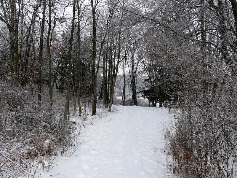 Path at Pickerel Lake" by John Winkelman (https://tinyurl.com/tqe8en4), Flickr licensed under CC BY 2.0 (https://creativecommons.org/licenses/by/2.0/)