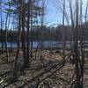 Beaver Pond on Long Loop