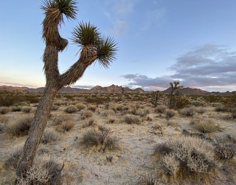 Joshua tree mid trail