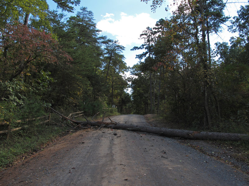 Tree across the road.