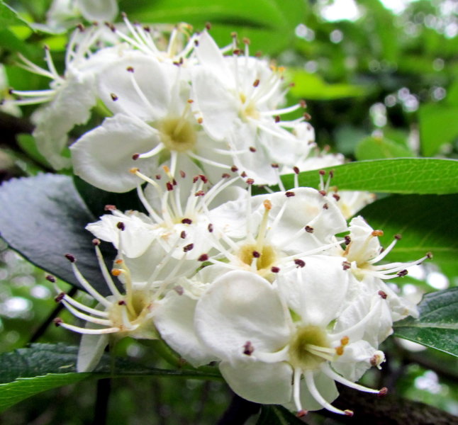 Mountain Laurel Uwaharrie Trail Uwahrrie Nat Forest NC Uwaharrie Trail Uwahrrie Nat Forest NC