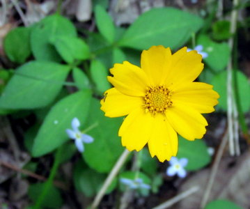Tickseed and Bluets Uwaharrie Trail Uwahrrie Nat Forest NC Uwaharrie Trail Uwahrrie Nat Forest NC