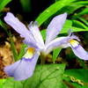 Dwarf Crested Iris Uwaharrie Trail Uwahrrie Nat Forest NC