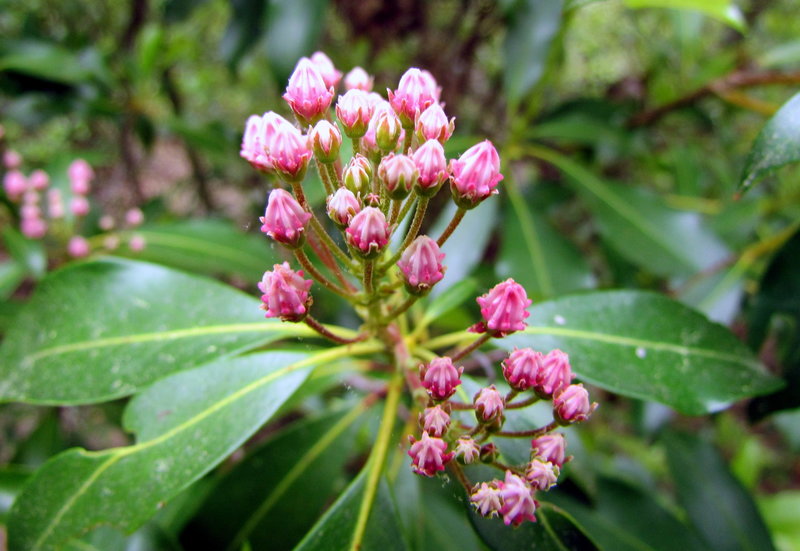 Rhododendron Buds Uwaharrie Trail Uwahrrie Nat Forest NC Uwaharrie Trail Uwahrrie Nat Forest NC