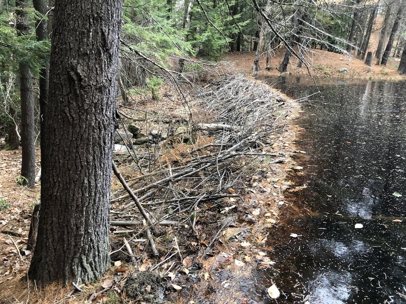 Beaver Dam at the end of the Bickford Trail