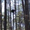 Bird nest are easier to see among the trees when the leaves start to fall.