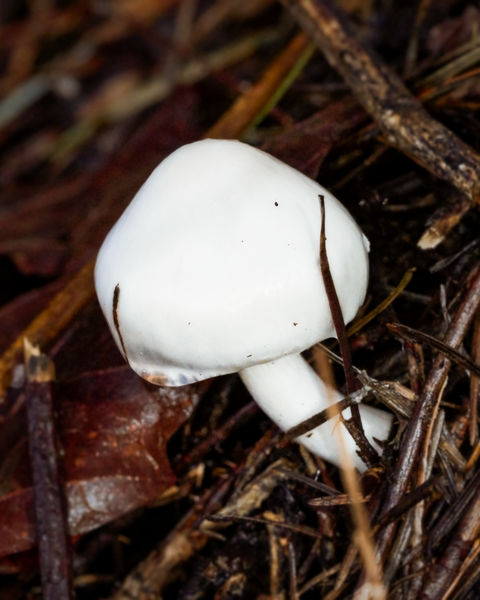 Taylor Mountain is mostly green and orange-brown in the Autumn; mostly, because it does at least have this one mushroom