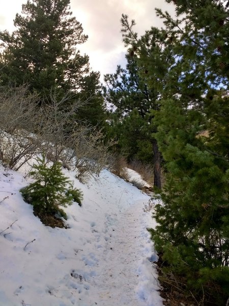 There's a tiny bit of forest right before you come upon the Mt. Galbraith Loop intersection.